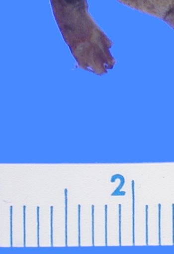 Media type: image; Herpetology A-1553